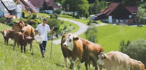 headerbild styria beef bio-jungrindfleisch stefan schwaighofer mit seinen kuehen auf der weide im hintergrund der permakulturhof ellersbacher